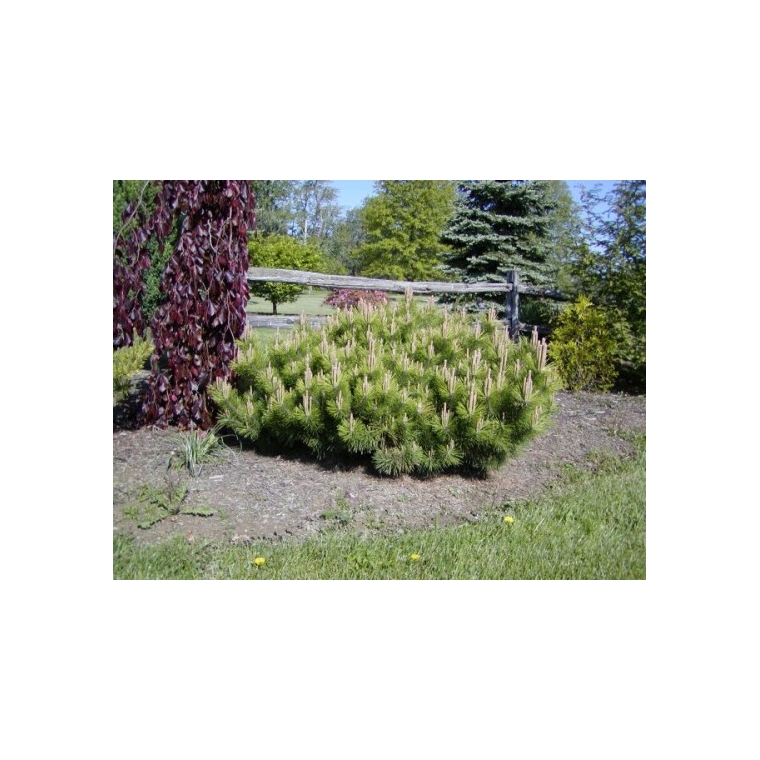 Pinus thunbergii'Banshosho 