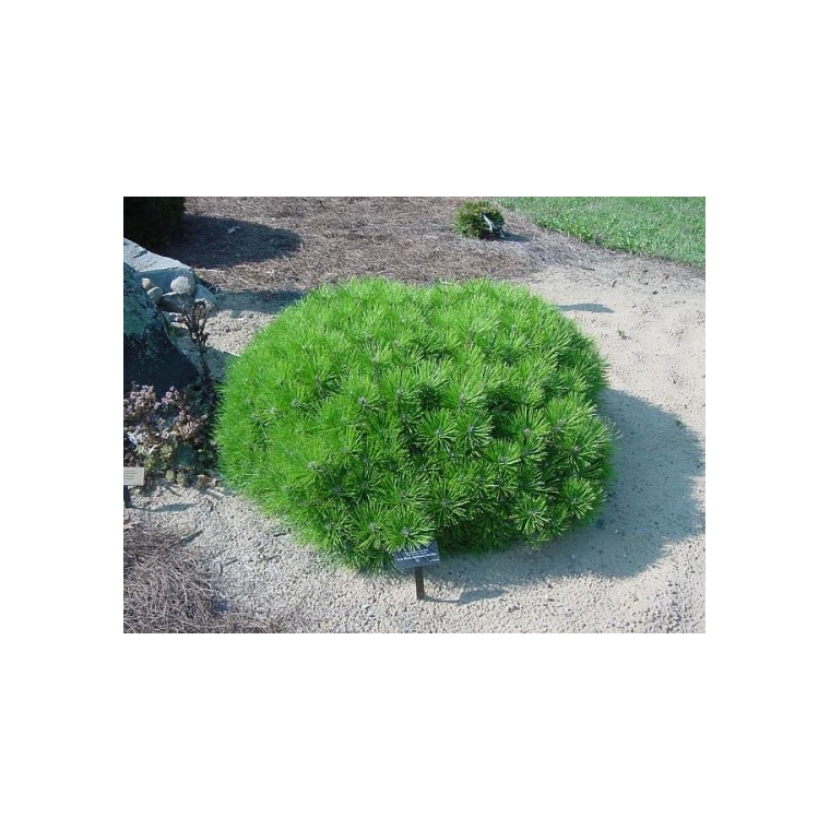 Pinus densiflora'Low Glow' 