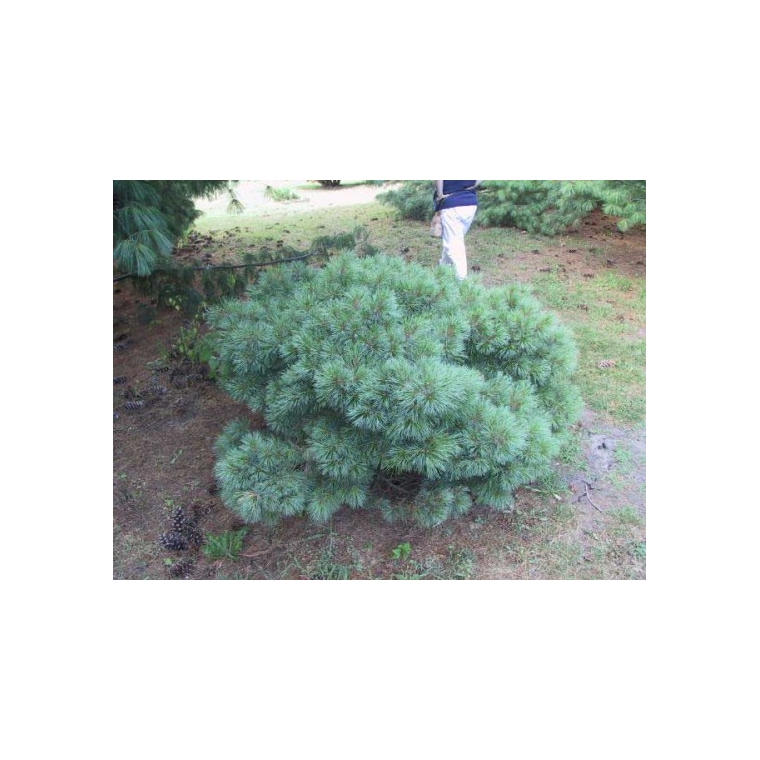 Pinus strobus'Radiata' 