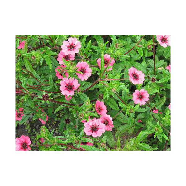 Potentilla nepalensis'Ron Mcbeath'