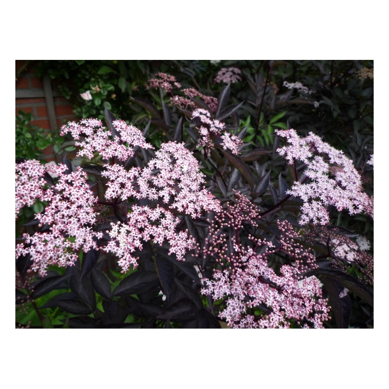 Sambucus nigra'Black Beauty' 