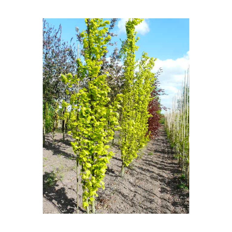 Fagus sylvatica'Dawyck's Gold' 