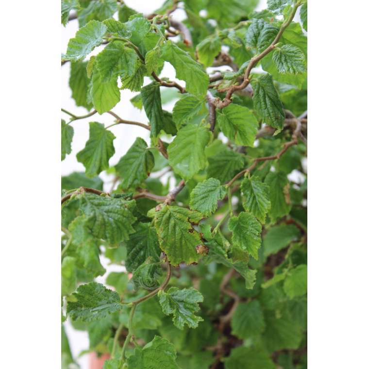 Corylus avellana'Scooter' 