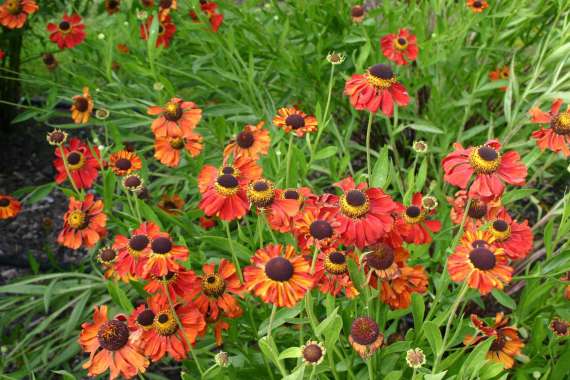 Helenium'Kupferzwerg'