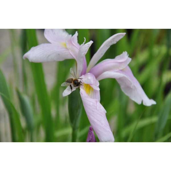 Iris ensata'Topas'