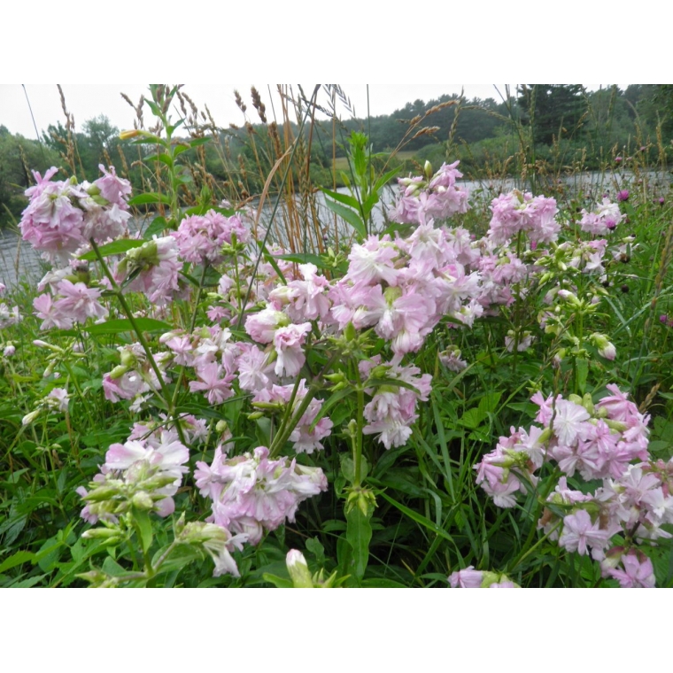 Saponaria officinalis'Rosea Plena'
