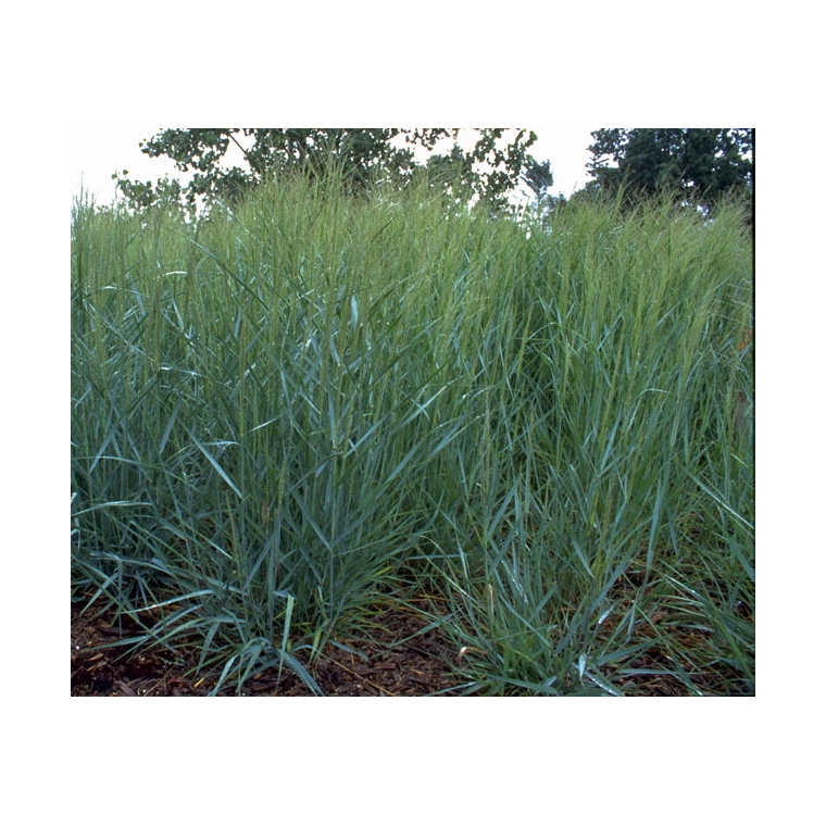 Panicum virgatum'Prairy Sky'