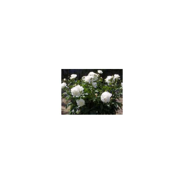Paeonia officinalis'Alba Plena' 