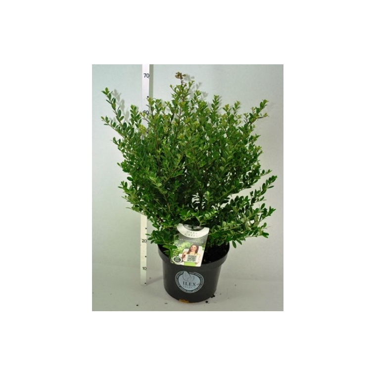 Ilex crenata'Dark Green' 