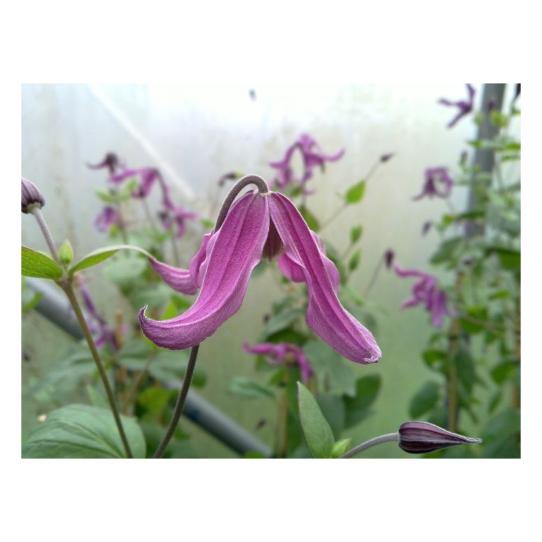 Clematis'Pangbourne Pink'