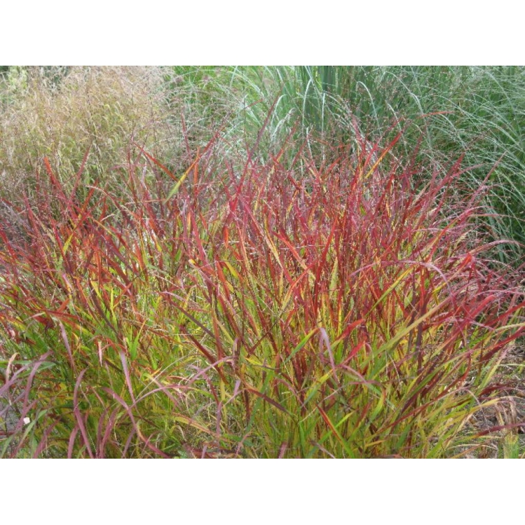 Panicum virgatum'Rehbraun'