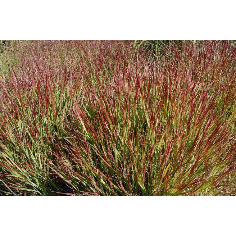 Panicum virgatum'Shenadoah'