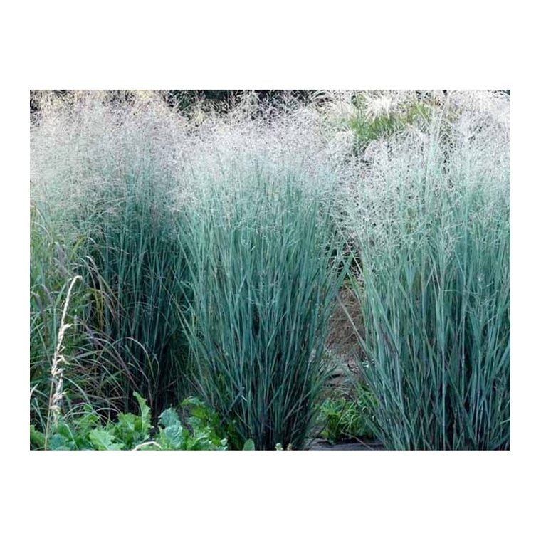 Panicum virgatum'Heavy Metal'