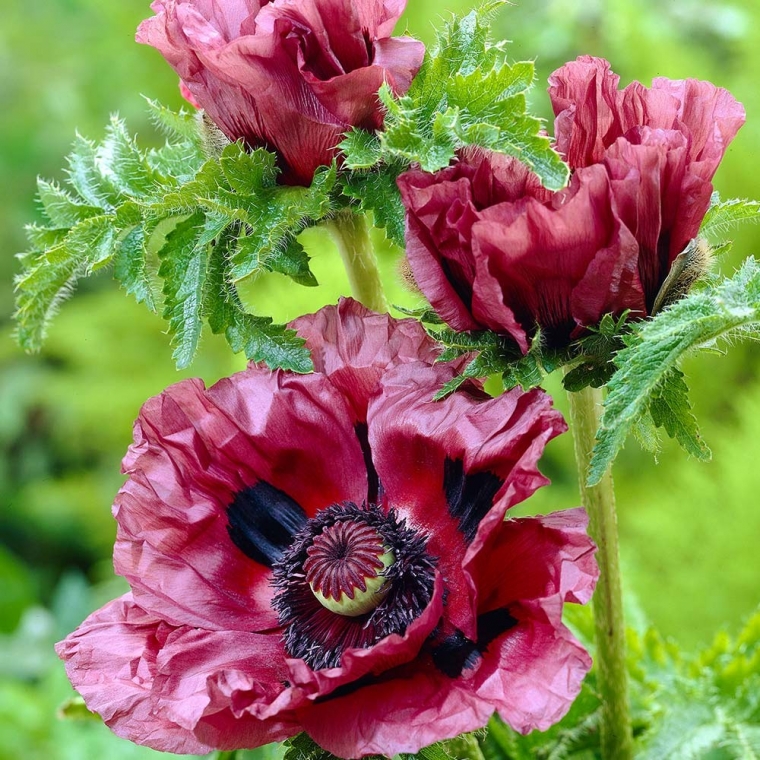Papaver orientale'Patty's Plum'