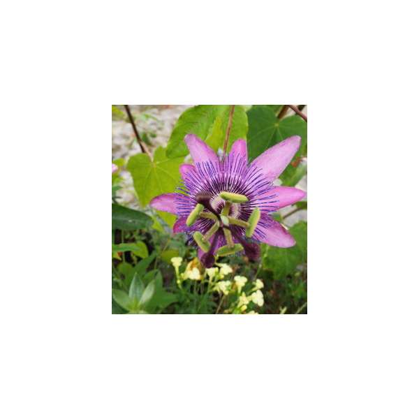 Passiflora'Amethyst' 