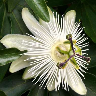 Passiflora caerulea'Contance Elliot' 