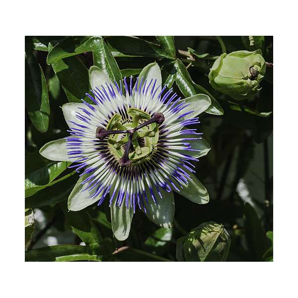 Passiflora caerulea 