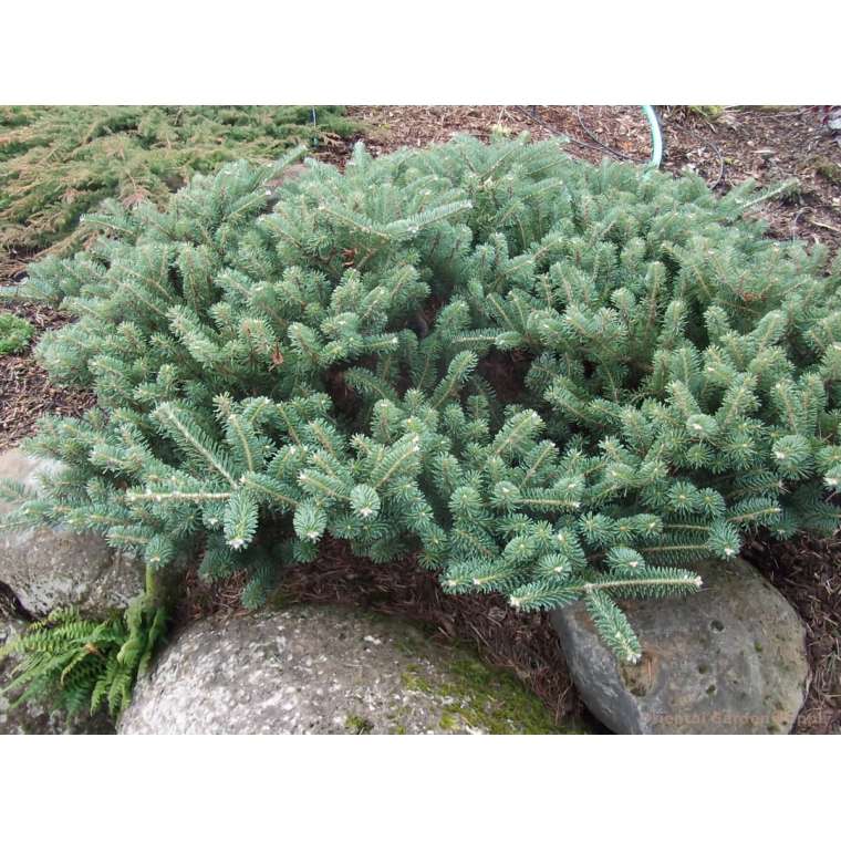 Abies koreana'Blauer Pfiff' 