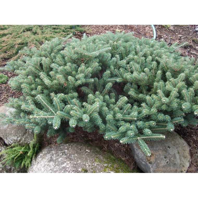 Abies koreana'Blauer Pfiff' 
