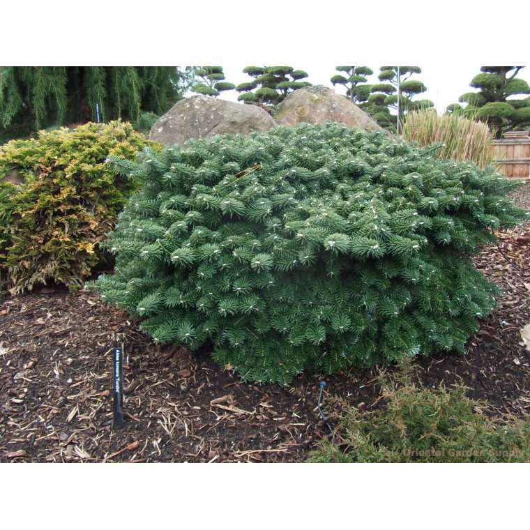 Abies koreana'Tundra' 