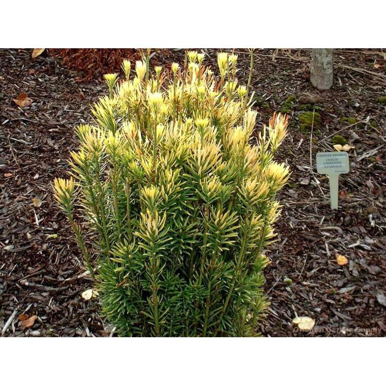 Cephalotaxus harringthonia'Korean Gold' 