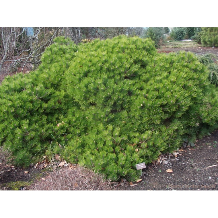 Pinus densiflora'Low Glow' 