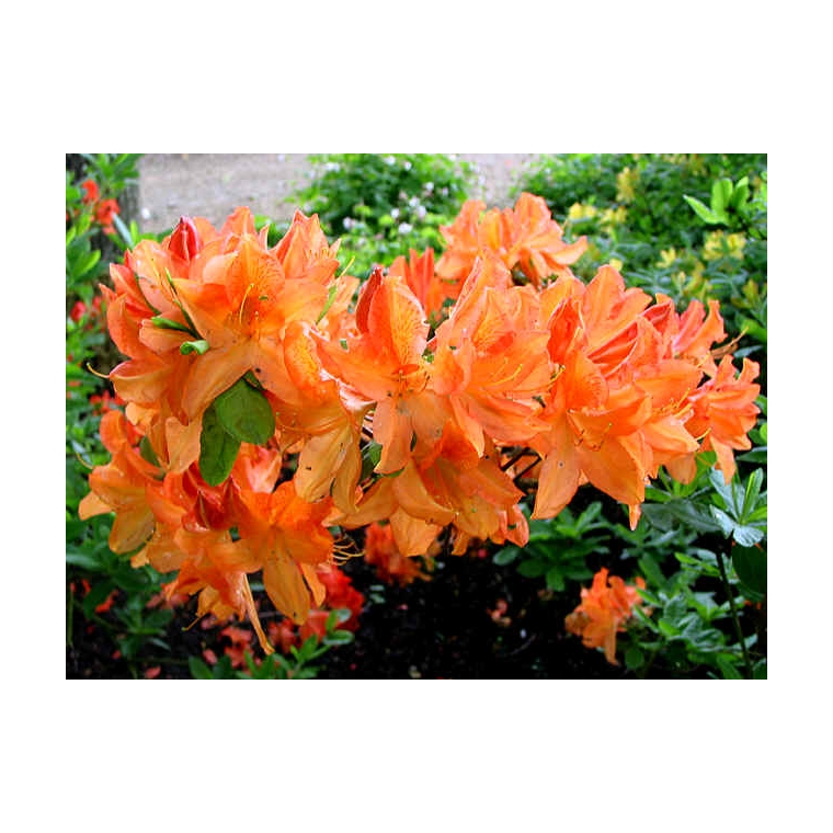 Azalea knaphill'Koningin Emma' 