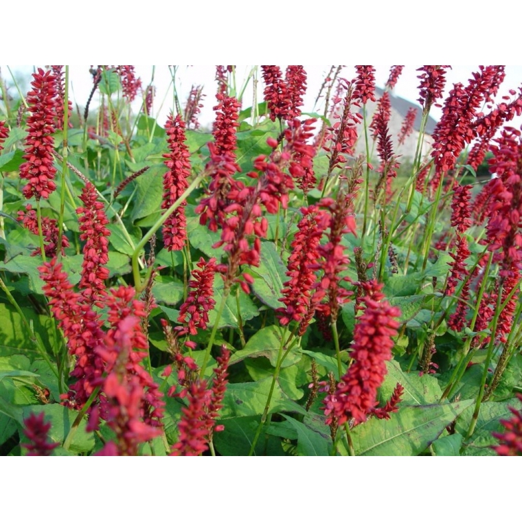 Persicaria amplexicaulis'JS Caliente' 