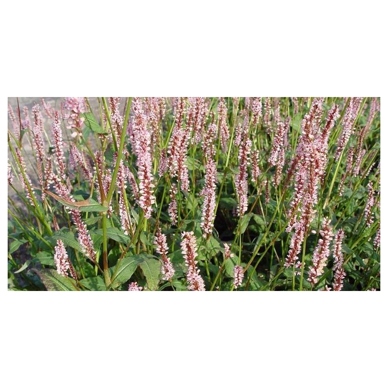 Persicaria amplexicaulis'Rosea' 