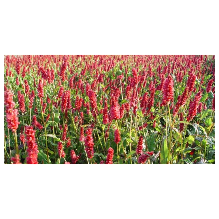 Persicaria amplexicaulis 'JS Delgado Macho'