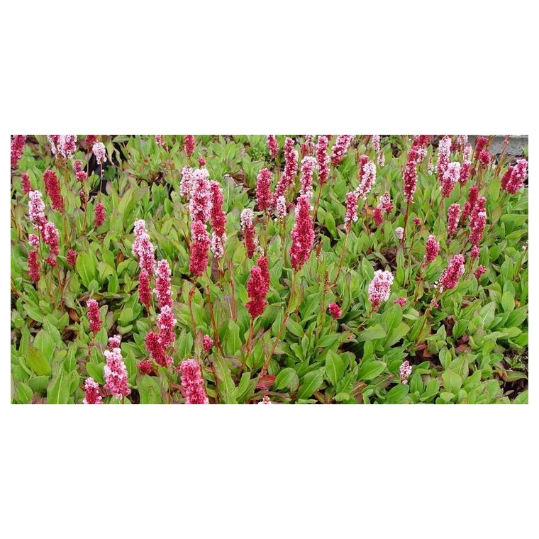 Persicaria affinis'Kabouter'