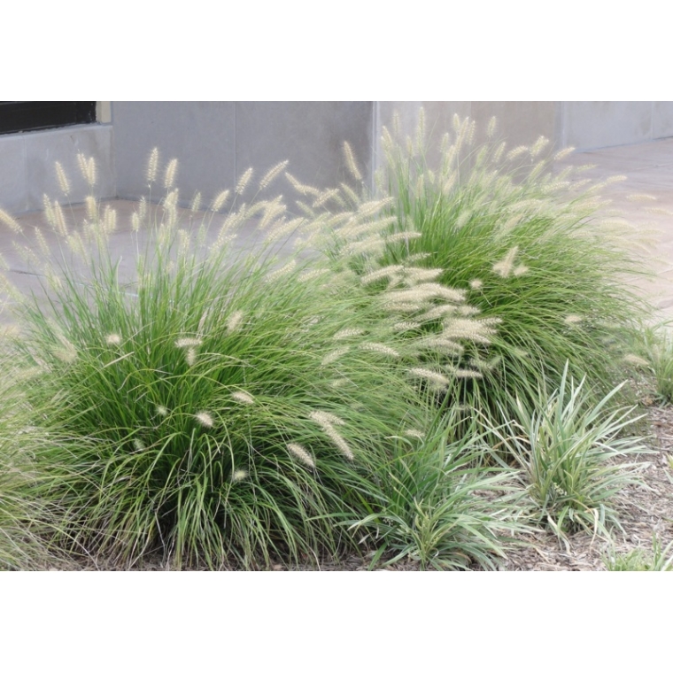 Pennisetum alopecuroides'Little Bunny'