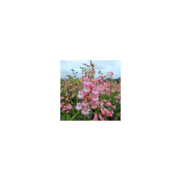 Penstemon'Apple Blossom'
