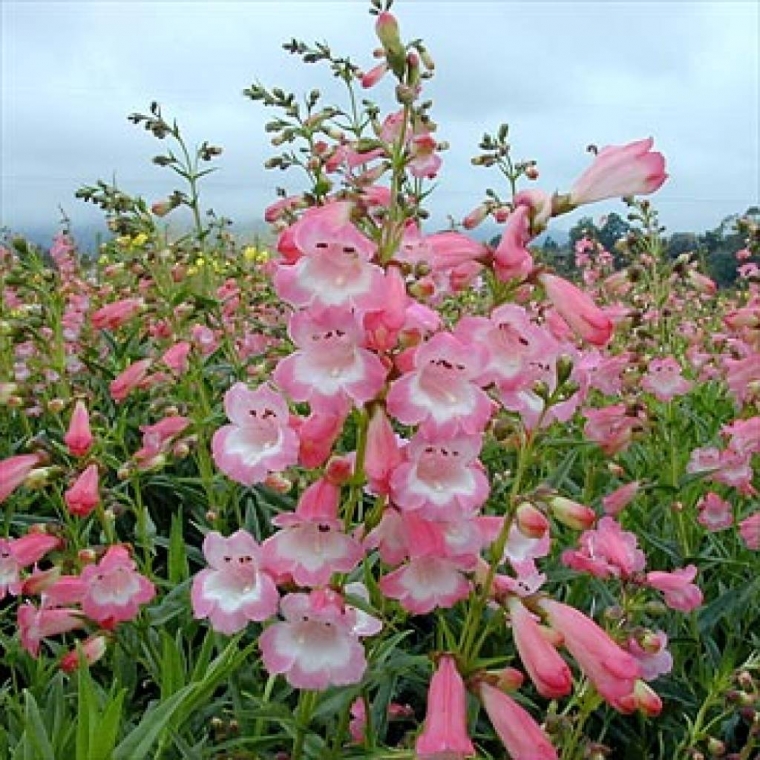 Penstemon'Apple Blossom'