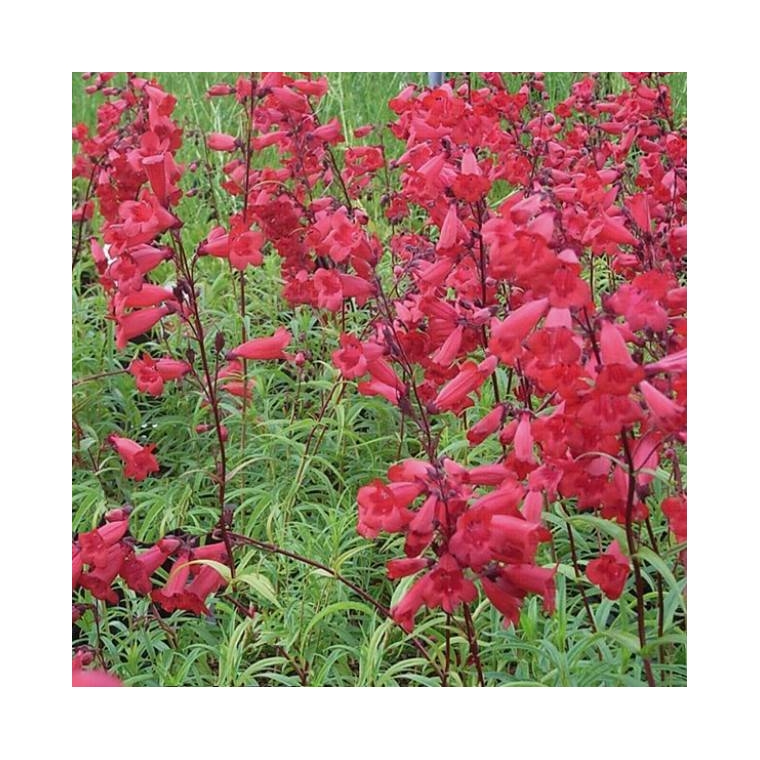 Penstemon'Schoenholzeri'