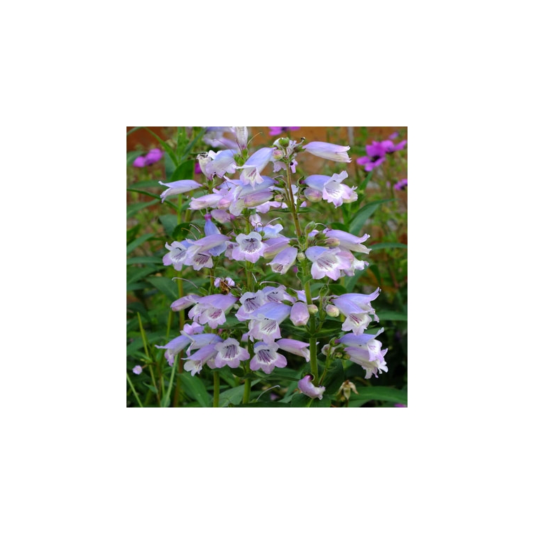 Penstemon'Sour Grapes'