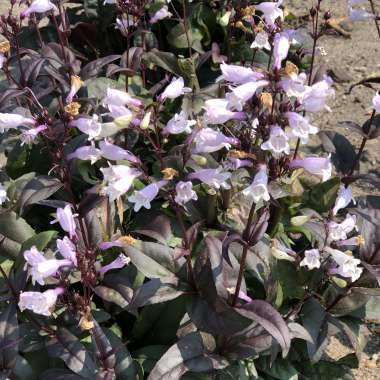 Penstemon'Onyx and Pearls'