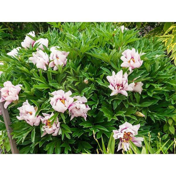 Paeonia'Cora Louise'