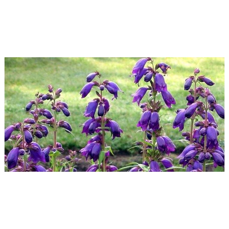 Penstemon'Purple Passion'