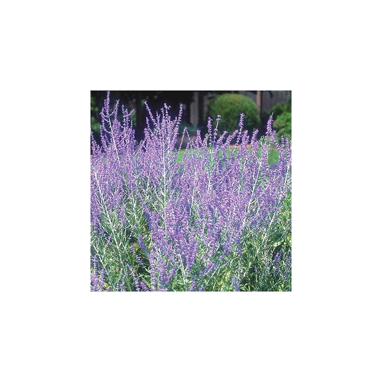 Perovskia atriplicifolia'Little Spire' 