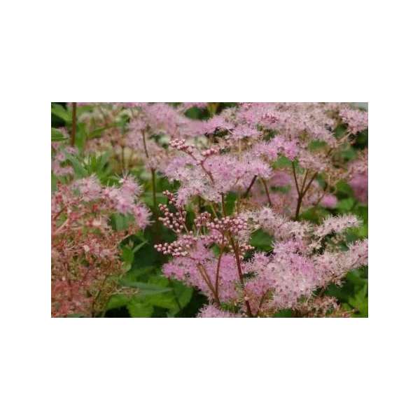 Filipendula palmata'Rosa Schleier'