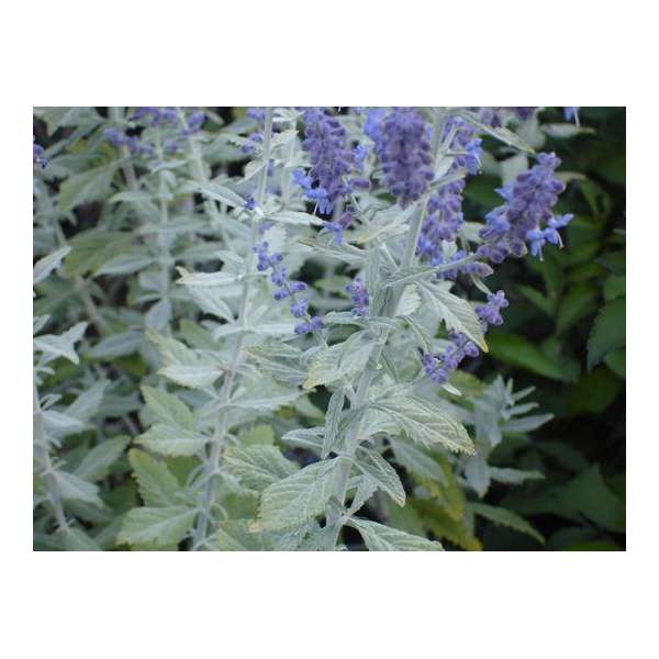 Perovskia atriplicifolia'Silvery Blue' 