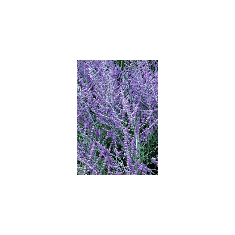 Perovskia atriplicifolia'Blue Spire' 