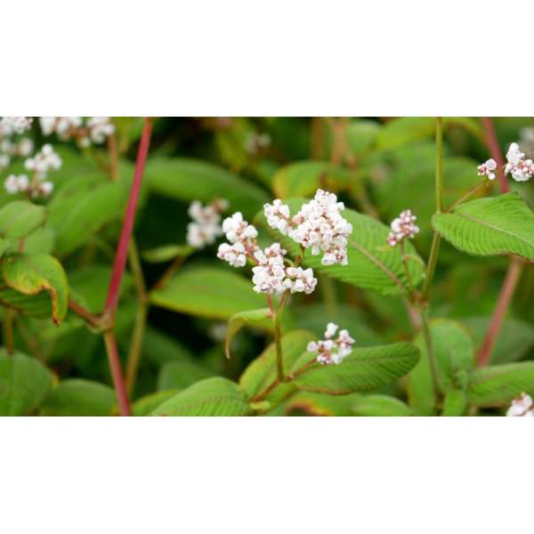 Persicaria campanulata'Alba'