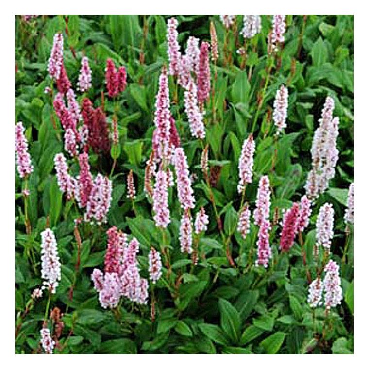 Persicaria affinis'Darjeeling Red'
