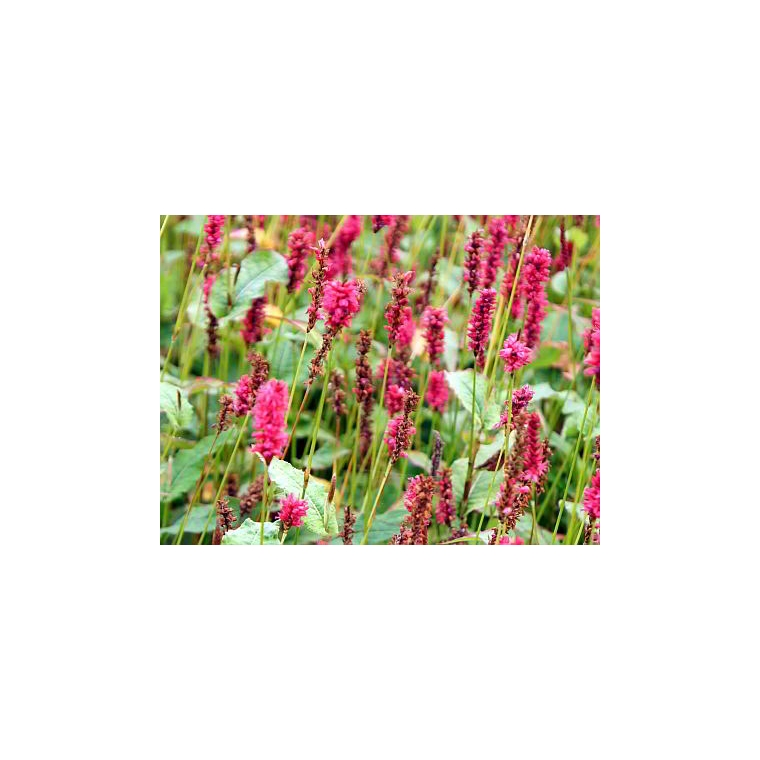 Persicaria amplexicaulis'JS Calor' 