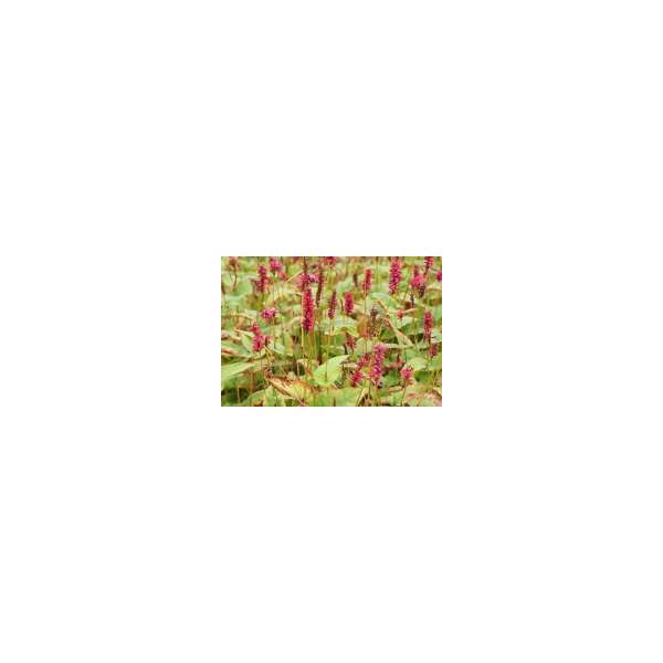 Persicaria amplexicaulis'Lisan'