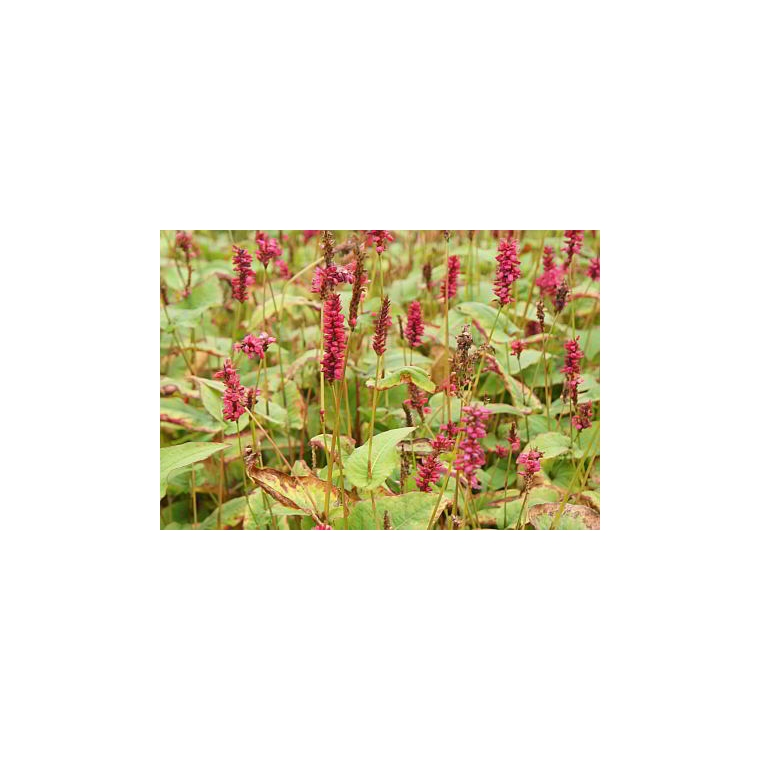 Persicaria amplexicaulis'Lisan'