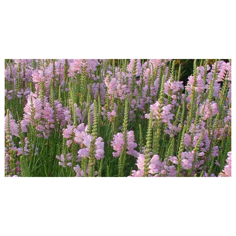 Physostegia virginiana'Bouquet Rose'