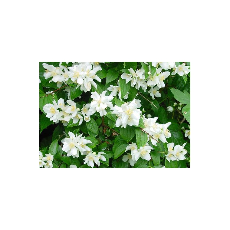 Philadelphus coronarius 